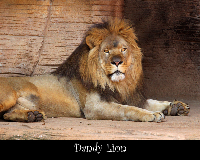 Dandy Lion 16x20