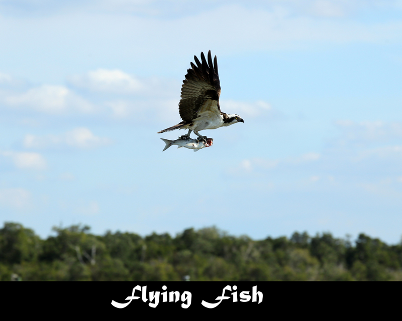 Flying Fish 16x20